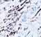 Sialophorin antibody, FNab01480, FineTest, Immunohistochemistry frozen image 