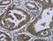 G Protein Subunit Gamma 2 antibody, LS-C405029, Lifespan Biosciences, Immunohistochemistry frozen image 