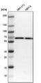ADP Ribosylation Factor GTPase Activating Protein 2 antibody, PA5-53742, Invitrogen Antibodies, Western Blot image 