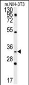 Enkurin, TRPC Channel Interacting Protein antibody, PA5-71861, Invitrogen Antibodies, Western Blot image 