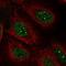 DNA Polymerase Kappa antibody, HPA057303, Atlas Antibodies, Immunofluorescence image 