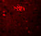 Tripartite Motif Containing 71 antibody, 5881, ProSci, Immunofluorescence image 