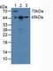 Basigin (Ok Blood Group) antibody, LS-C716951, Lifespan Biosciences, Western Blot image 