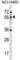 Mex-3 RNA Binding Family Member B antibody, abx029080, Abbexa, Western Blot image 