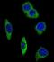 Adrenoceptor Alpha 2B antibody, LS-C156114, Lifespan Biosciences, Immunofluorescence image 