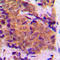 Eukaryotic Translation Initiation Factor 4E antibody, LS-C352157, Lifespan Biosciences, Immunohistochemistry frozen image 