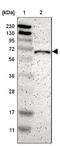 T-Box 5 antibody, NBP1-83237, Novus Biologicals, Western Blot image 