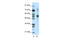 Coronin 1A antibody, 28-968, ProSci, Western Blot image 