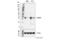 AlkB Homolog 3, Alpha-Ketoglutaratedependent Dioxygenase antibody, 87620S, Cell Signaling Technology, Western Blot image 