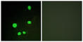 Mediator Complex Subunit 14 antibody, abx013300, Abbexa, Western Blot image 