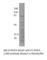 Receptor Interacting Serine/Threonine Kinase 3 antibody, RIPK3-301AP, FabGennix, Western Blot image 