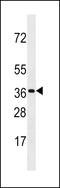 Olfactory Receptor Family 3 Subfamily A Member 3 antibody, 60-200, ProSci, Western Blot image 