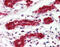 Programmed Cell Death 4 antibody, 48-069, ProSci, Immunohistochemistry frozen image 