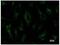 Paired Box 8 antibody, ab53490, Abcam, Immunocytochemistry image 