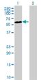 Cyclin Dependent Kinase Like 3 antibody, H00051265-B01P, Novus Biologicals, Western Blot image 