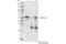 Gasdermin D antibody, 96458S, Cell Signaling Technology, Immunoprecipitation image 