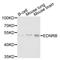 Endothelin Receptor Type B antibody, TA327441, Origene, Western Blot image 