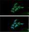 Enolase 2 antibody, GTX57673, GeneTex, Immunocytochemistry image 