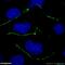 Tight Junction Protein 1 antibody, 21773-1-AP, Proteintech Group, Immunofluorescence image 