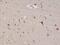 Discs Large MAGUK Scaffold Protein 4 antibody, M02128-1, Boster Biological Technology, Immunohistochemistry frozen image 