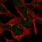 Fem-1 Homolog A antibody, HPA063622, Atlas Antibodies, Immunofluorescence image 