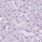 Keratin 12 antibody, PA5-65979, Invitrogen Antibodies, Immunohistochemistry paraffin image 