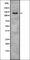Hepatocyte Nuclear Factor 4 Alpha antibody, orb335402, Biorbyt, Western Blot image 