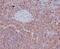 RDX antibody, M01926, Boster Biological Technology, Immunohistochemistry paraffin image 