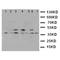 Indoleamine 2,3-dioxygenase 2 antibody, orb76126, Biorbyt, Western Blot image 