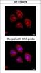 Flotillin 2 antibody, GTX100279, GeneTex, Immunocytochemistry image 