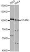 Vascular Cell Adhesion Molecule 1 antibody, STJ26075, St John