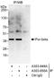 PURB antibody, A303-649A, Bethyl Labs, Immunoprecipitation image 