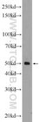 Family With Sequence Similarity 155 Member A antibody, 24929-1-AP, Proteintech Group, Western Blot image 