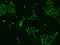 Zinc Finger Protein 251 antibody, 203875-T02, Sino Biological, Immunohistochemistry frozen image 