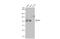Sp1 Transcription Factor antibody, GTX634352, GeneTex, Western Blot image 