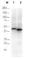 His tag antibody, R1181, Origene, Western Blot image 