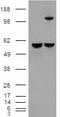 Insulin-degrading enzyme antibody, EB07898, Everest Biotech, Western Blot image 