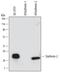 Stathmin 2 antibody, MAB6930, R&D Systems, Western Blot image 