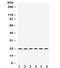 BCL2 Interacting Killer antibody, R32211, NSJ Bioreagents, Western Blot image 