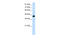 Transcription Elongation Factor A3 antibody, 27-858, ProSci, Western Blot image 