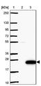 Transmembrane Protein 88 antibody, NBP2-13457, Novus Biologicals, Immunohistochemistry frozen image 