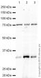 Cyclin D3 antibody, ab28283, Abcam, Western Blot image 