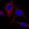 Mitochondrial Antiviral Signaling Protein antibody, MAB96941, Novus Biologicals, Immunofluorescence image 