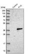 Peptidase Inhibitor 15 antibody, NBP1-82445, Novus Biologicals, Western Blot image 