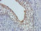 Forkhead Box O4 antibody, orb214250, Biorbyt, Immunohistochemistry paraffin image 