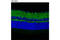 Glutamate Ionotropic Receptor AMPA Type Subunit 4 antibody, 8070T, Cell Signaling Technology, Immunofluorescence image 
