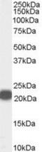 Phosphatidylethanolamine Binding Protein 1 antibody, NB100-53808, Novus Biologicals, Western Blot image 