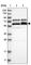 PTGES3L-AARSD1 antibody, HPA021408, Atlas Antibodies, Western Blot image 