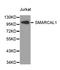 SWI/SNF Related, Matrix Associated, Actin Dependent Regulator Of Chromatin, Subfamily A Like 1 antibody, LS-C332054, Lifespan Biosciences, Western Blot image 