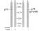 Tumor Protein P73 antibody, AP02357PU-S, Origene, Western Blot image 